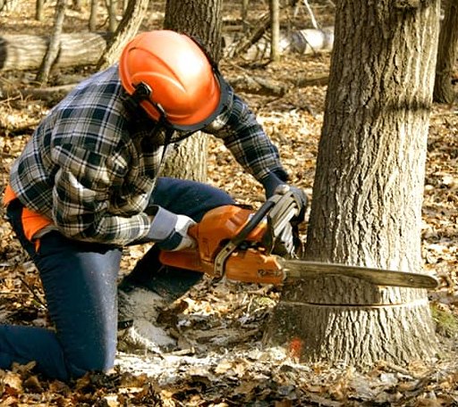 Tree Removal in Mountain Pine, AR